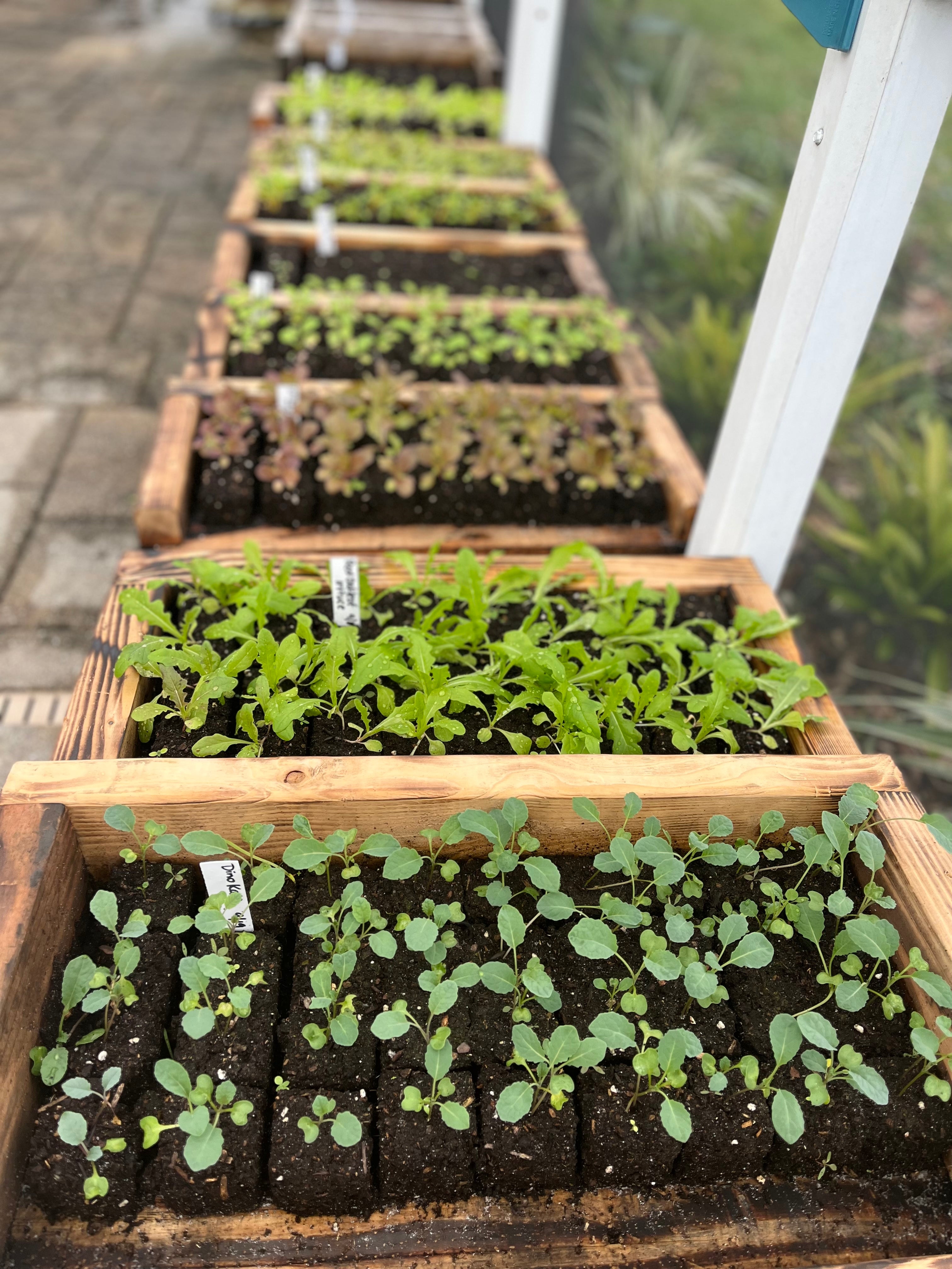 Fall Plant Starters *Pickup Only* SandToSoil