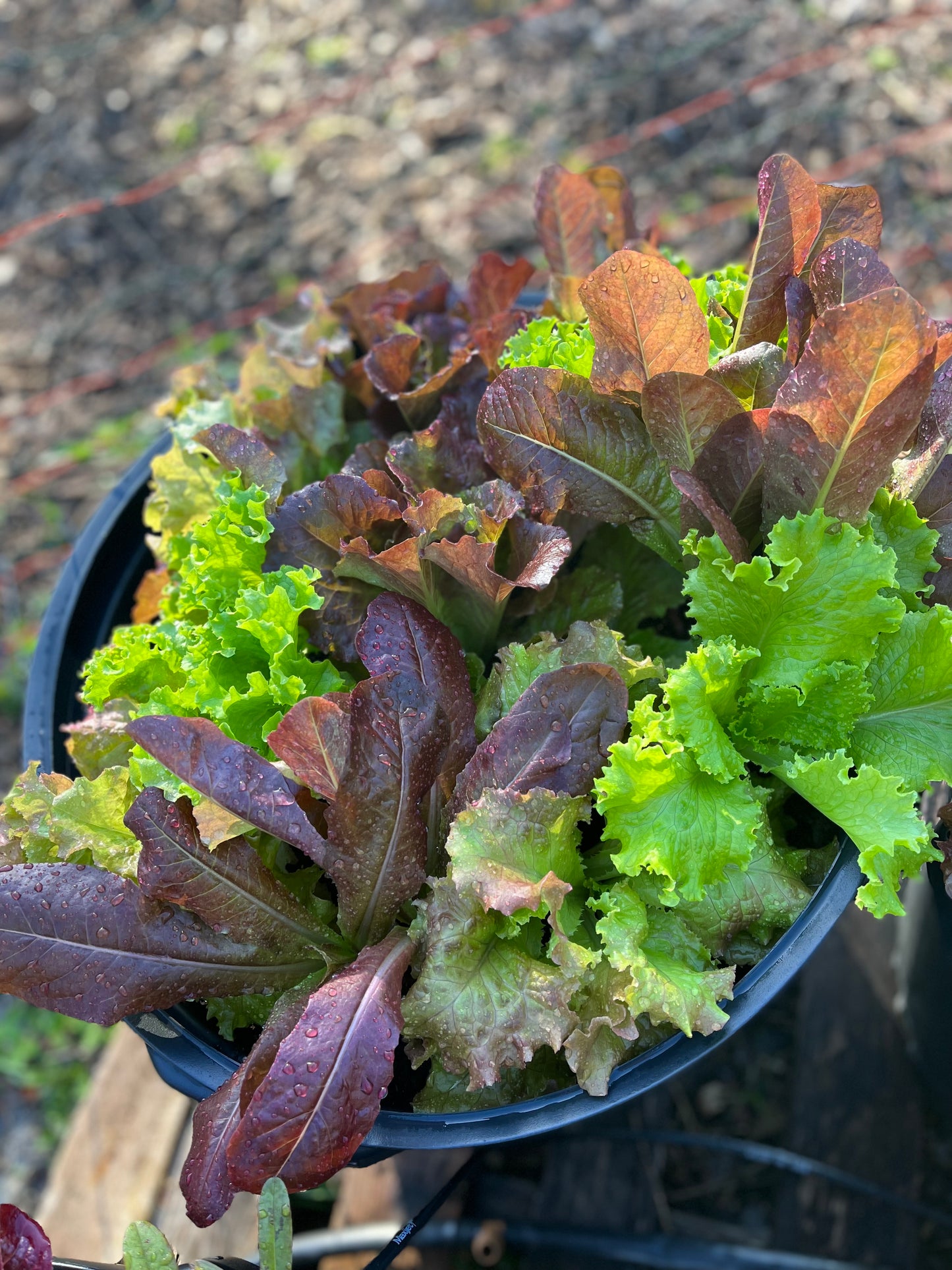 Fall Plant Starters *Pick-up Only*