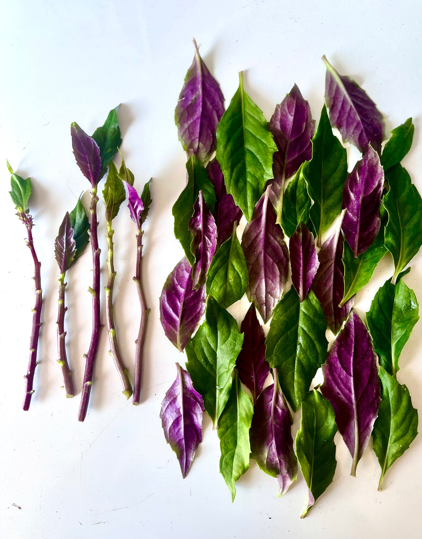 ~Live Perennial Spinach Cuttings (6 stems for $15)