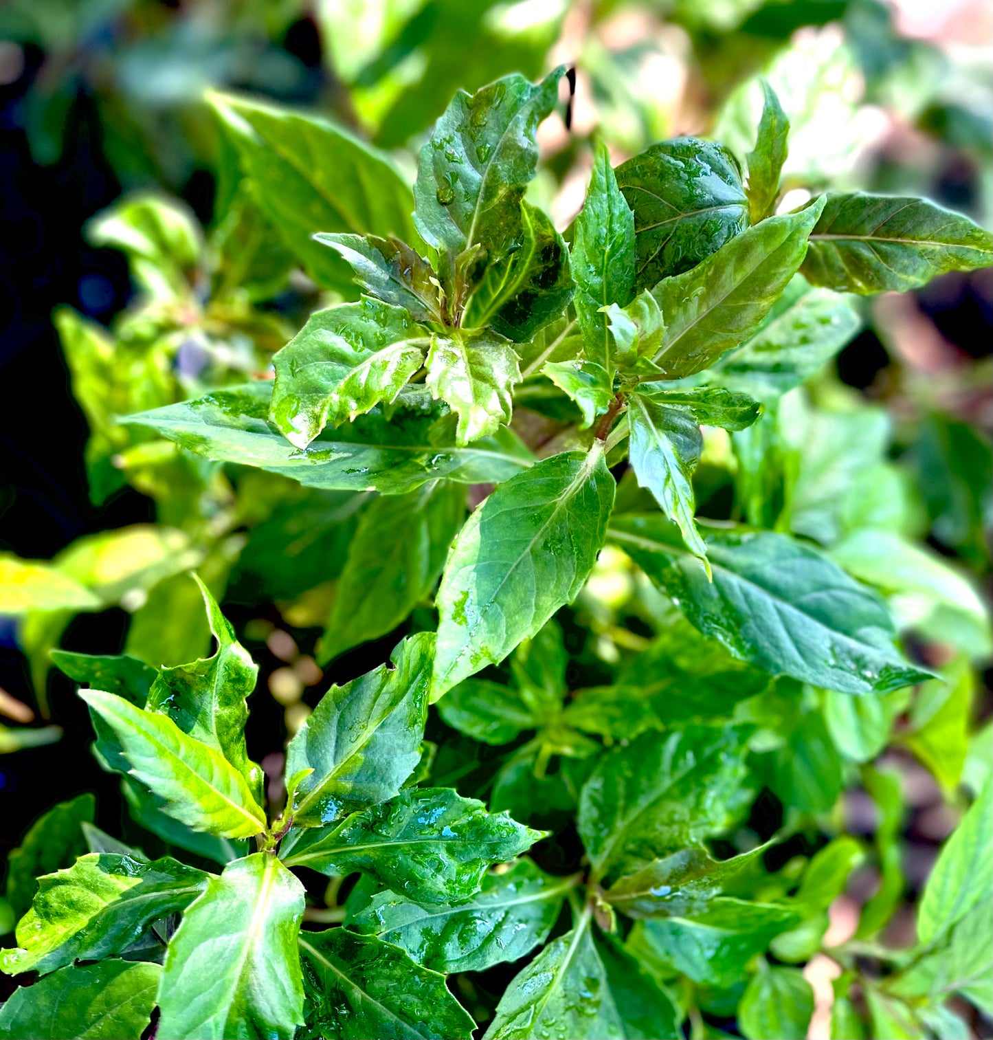 ~Live Perennial Spinach Cuttings (6 stems for $15)