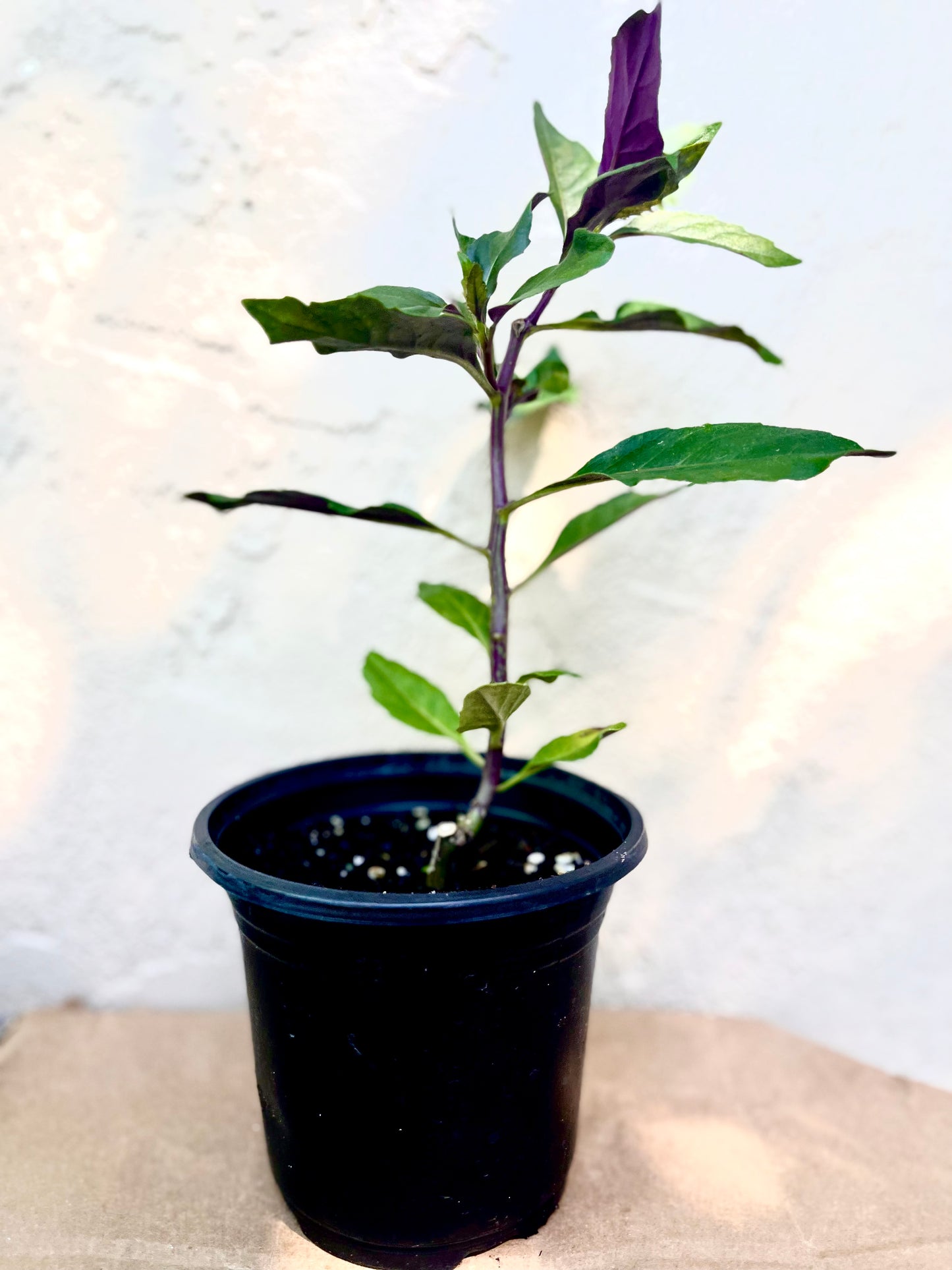 ~Live Perennial Spinach Cuttings (6 stems for $15)