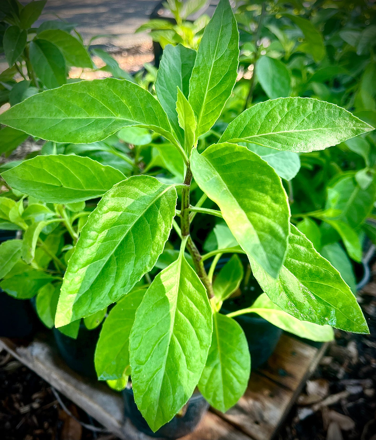 ~Live Perennial Spinach Cuttings (6 stems for $15)