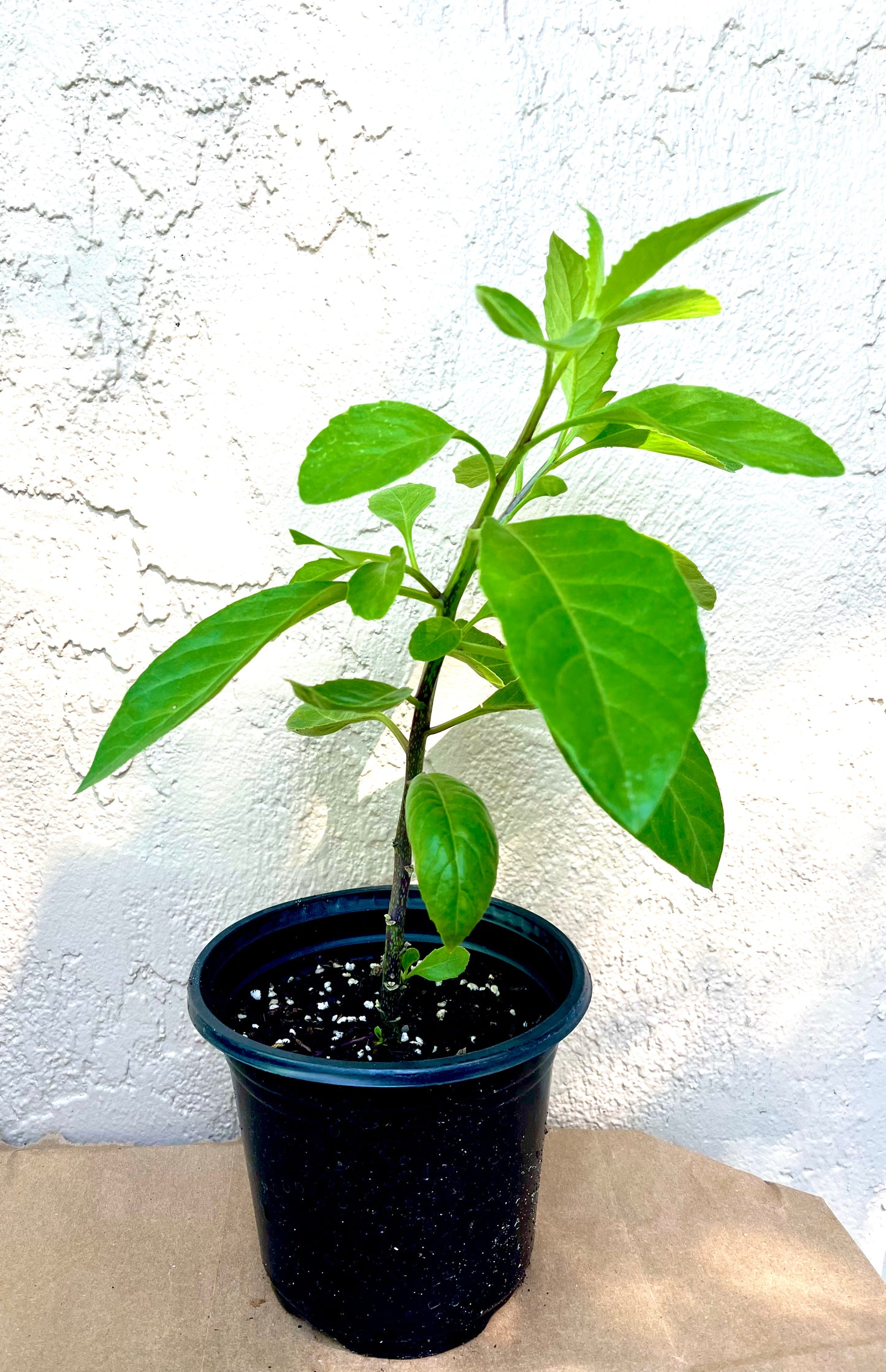 ~Live Perennial Spinach Cuttings (6 stems for $15)