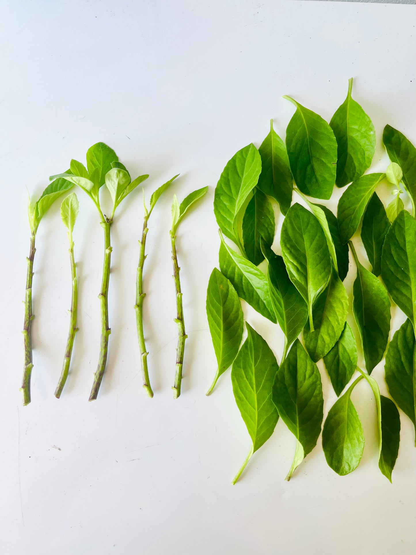 ~Live Perennial Spinach Cuttings (6 stems for $15)